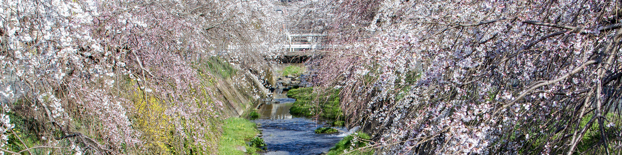 郷之谷川の枝垂桜